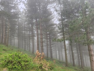 Bosque no niebla