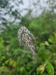 Espiga con roc&iacute;o