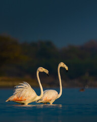 Pair of Greater Flamingos wading in a wetland of Rajasthan, India – graceful birds in golden light, displaying natural behavior and plumage in tranquil aquatic habitat, birdwatching and wildlife photo