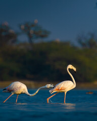 Pair of Greater Flamingos wading in a wetland of Rajasthan, India – graceful birds in golden light, displaying natural behavior and plumage in tranquil aquatic habitat, birdwatching and wildlife photo