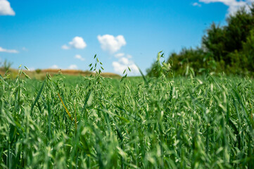 Tall green oats sway gently in the breeze beneath a clear blue sky, scattered with soft white clouds, showcasing nature's beauty