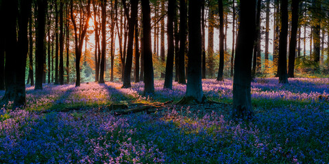 Bluebells in the woods at sunrise