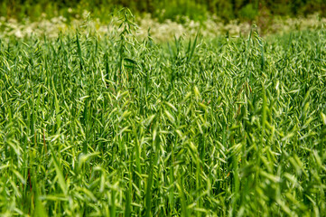A lush field of oats stretches across the landscape, moving with the wind under the bright sunlight on a warm day in rural countryside