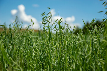 Tall green oat plants dance in the wind beneath a clear blue sky dotted with white clouds on a warm sunny day in the countryside