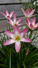 Obraz premium A close up of a flower