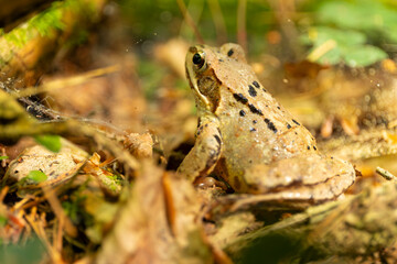 Waldfrosch im Laub