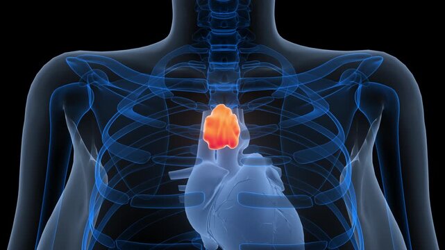 Human Body Glands Thymus Gland Anatomy Animation Concept
