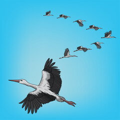 Stork flies and flaps its wings. Birds are flying in a wedge formation in the background.
