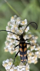 A close up of a Four-banded Longhorn Beetle (Leptura quadrifasciata). Macro photography
