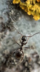Black garden ant on a tree surface macro photography. 