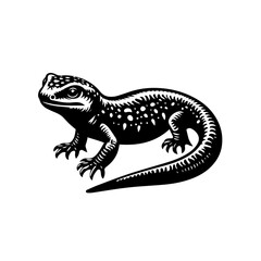 lizard on white background