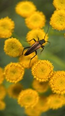 A close up of a brown longhorn beetle sitting on the yellow tansy flowers. Macro photography. 