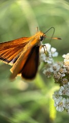 A close up of orange brown butterfly Essex skipper. Macro photography