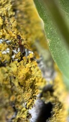 A ant is crawling on yellow lichen growing on a tree bark macro photography. A close up of a bright yellow and orange lichen. 
