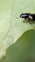 Glischrochilus quadrisignatus (four-spotted sap beetle, beer bug or picnic beetle) (Nitidulidae) Macro photography