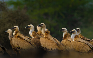 Group of Himalayan Griffon Vultures at Jorbeer Vulture Conservation Reserve, Bikaner, Rajasthan –...
