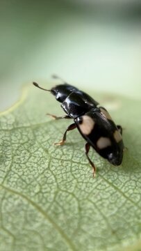 Glischrochilus quadrisignatus (four-spotted sap beetle, beer bug or picnic beetle) (Nitidulidae) Macro photography