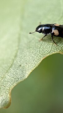 Glischrochilus quadrisignatus (four-spotted sap beetle, beer bug or picnic beetle) (Nitidulidae) Macro photography