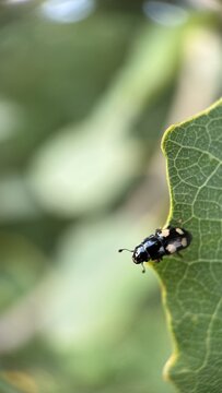 Glischrochilus quadrisignatus (four-spotted sap beetle, beer bug or picnic beetle) (Nitidulidae) Macro photography