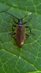 A close up of a hairy brown darkling beetle( Lagria Hirta). Macro photography