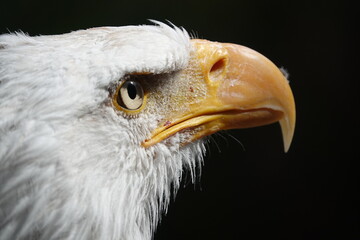 Pygargue regard à droite