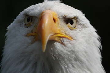 Pygargue avant attaque