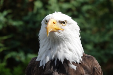 aigle américain dans la nature
