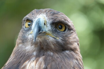 Aigle Royal avant attaque