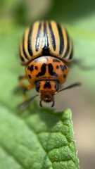 A close up of a Colorado Potato Beetle insect. Macro photography