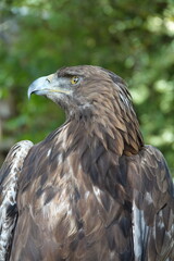 Aigle Royal vertical