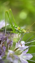 A close up of a great green bush cricket. Macro photography