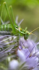 A close up of a great green bush cricket. Macro photography