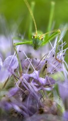 A close up of a great green bush cricket. Macro photography