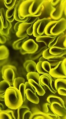 Marigold flower macro photography . 