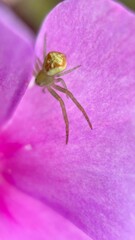   Large crab spider (misumena vatia) hunting on a flower macro photography. A close up of a pale green spider. 