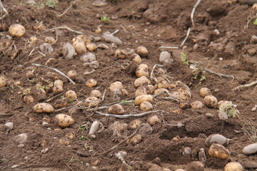 Newly Harvested Farm Field Potatoes Awaiting Collection.