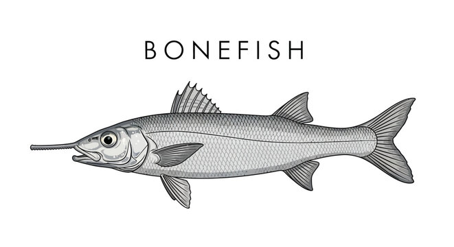 Bonefish Vector Fish isolated on white.