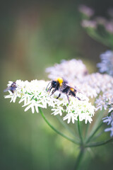 Hummel