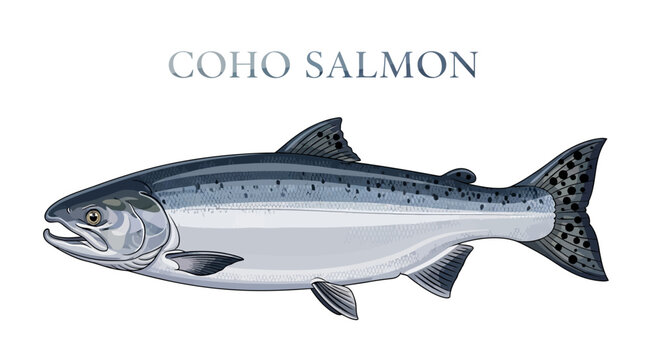 Coho Salmon Vector Illustration Fish Isolated.