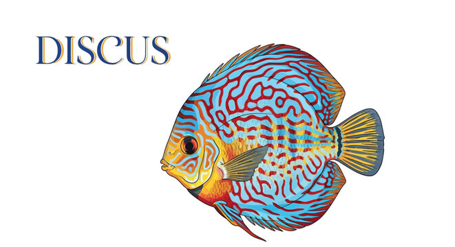 Discus fish isolated on white Exotic pet.
