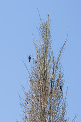 European starlings perching on bare tree branches against clear blue sky