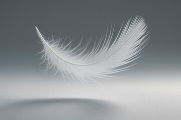 Single delicate feather floating mid-air with fine filaments gently curved in light and soft contrast