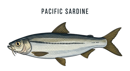 Fototapeta premium Pacific Sardine Fish Seafood vector.