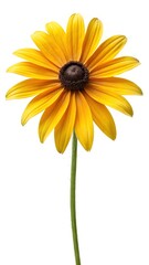 Radiant Yellow Rudbeckia Flower with Dark Brown Center on White Background
