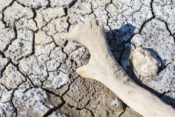 Dry cracked soil with salt and bone remains showing climate change and drought