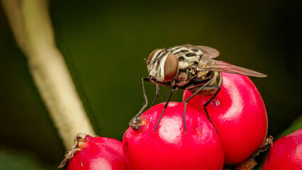 Fliege auf Fr&uuml;chten vom wolligem Schneeball
