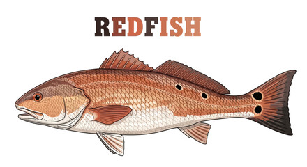 Redfish Vector Illustration on White.