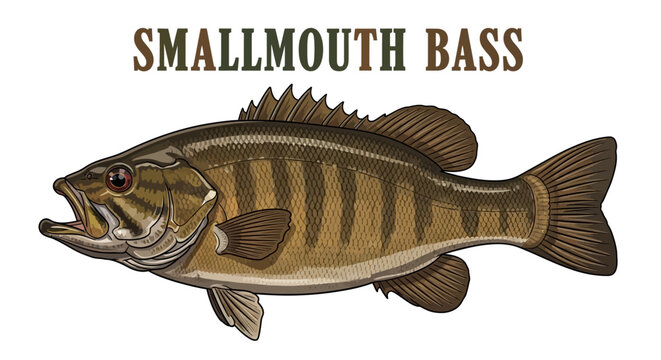 Smallmouth Bass Fish Isolated Vector Illustration.