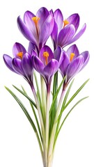 Beautiful Blooming Purple Crocus Flowers with Vibrant Orange Stamens on White Background