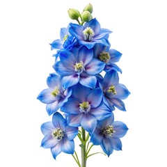 Majestic blue delphinium flower stalk, a captivating floral portrait on white background